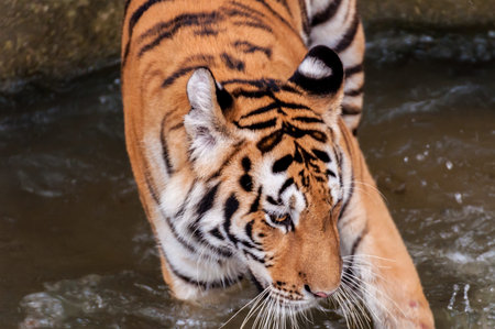 Orange and black striped tiger in the waterの写真素材