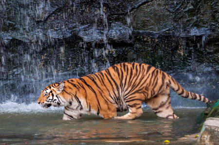Orange and black striped bengal tiger walking in the waterの写真素材