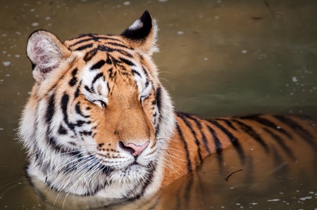Orange and black striped tiger in the waterの写真素材