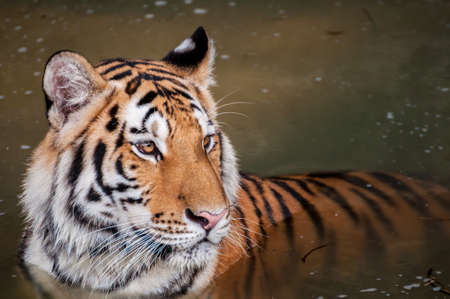 Orange and black striped tiger in the waterの写真素材