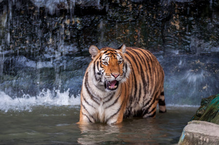 Orange and black striped bengal tiger standing in the waterの写真素材