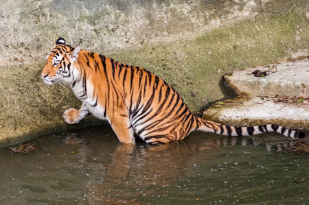 Orange and black striped bengal tiger in the water