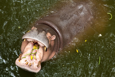 Wild hippopotamus open mouth in the waterの写真素材