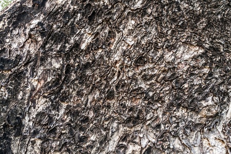 Brown tree bark texture surface backgroundの写真素材