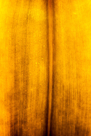 Dry leaf texture surface background close up