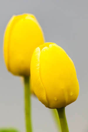Group of fresh yellow tulips in gardenの写真素材