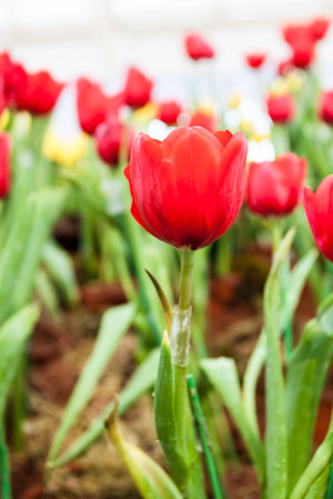 Group of fresh red tulips in gardenの写真素材