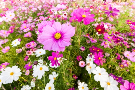 Pink cosmos flower on field close upの写真素材