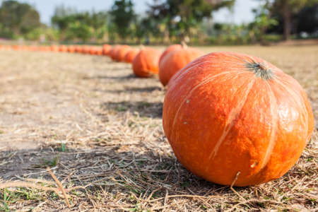 Orange pumpkins in row on ground with dry strawの写真素材