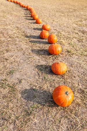 Orange pumpkins in row on ground with dry strawの写真素材