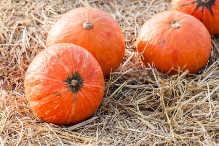 Orange pumpkins on ground with dry strawの写真素材