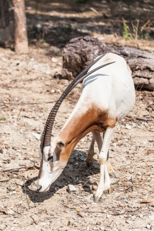 White brown schmitar horned oryx walking on fieldの写真素材