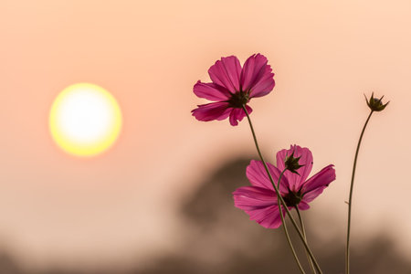 Pink cosmos on field in sunset timeの写真素材