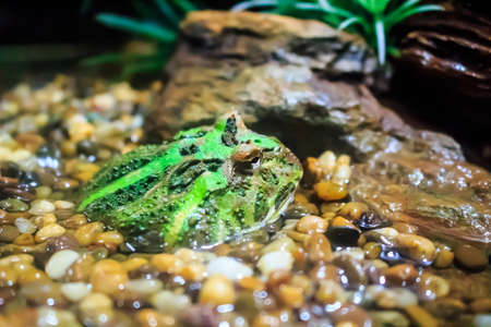 Green frog under wet rock close upの写真素材