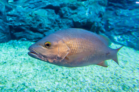 Sea bass fish under deep blue sea waterの写真素材
