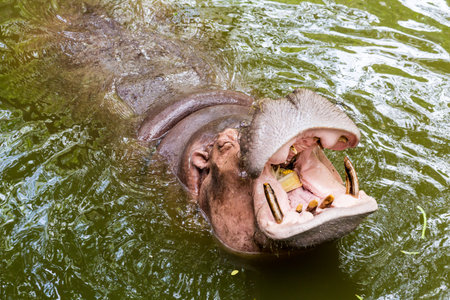 Hippopotamus open mouth in the water