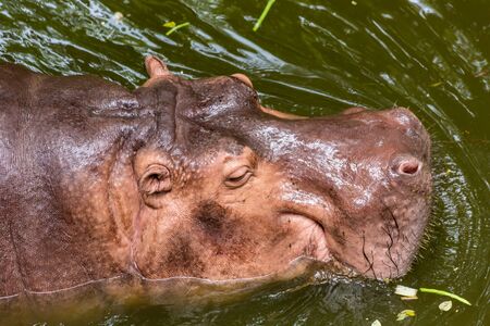Hippopotamus swimming in the waterの写真素材