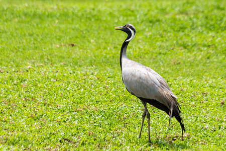 Black and white crane bird in grass fieldの写真素材
