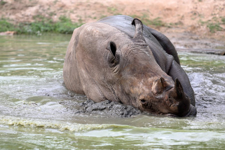 Dirty rhino in the muddy waterの写真素材