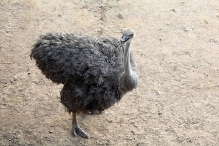 Ostrich standing in the zoo aloneの写真素材