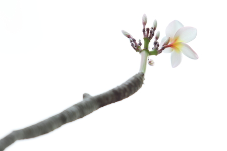 White pink plumeria flowers on branch isolatedの写真素材