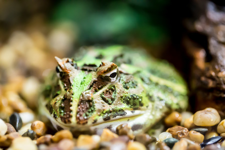 Green Argentine horned frog submerged in wet rocksの写真素材