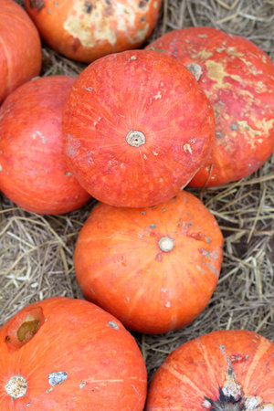 Group of orange pumpkins on groundの写真素材