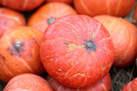 Group of orange pumpkins on groundの写真素材