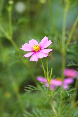 Pink cosmos flowers in garden close upの写真素材