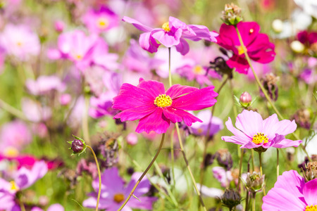 Pink cosmos flower on field close upの写真素材