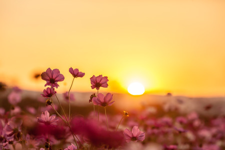 Pink cosmos on field in sunset timeの写真素材