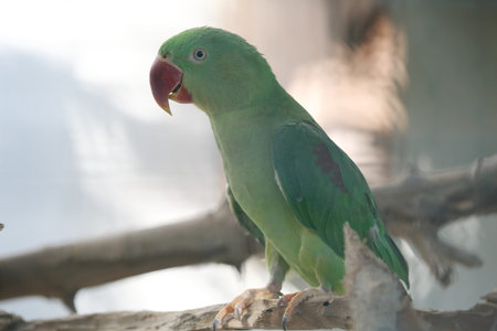 Green Alexandrine parakeet perching close up