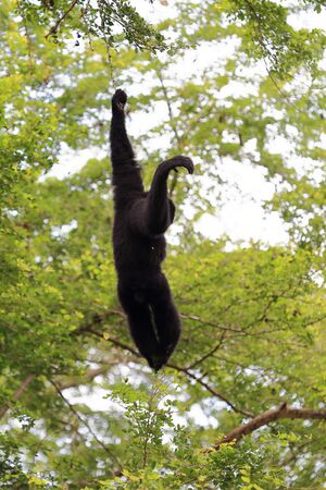 Black gibbon white face hanging on treeの写真素材