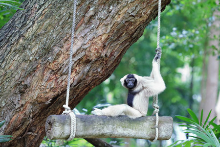 Brown gibbon black face sitting on swing