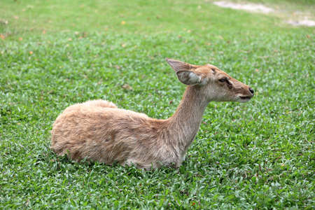 Brown female antelope resting on grassの写真素材