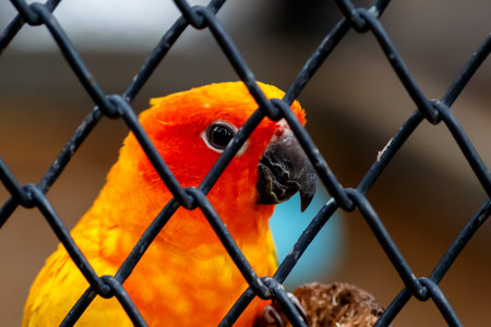 One sun conure bird behind the cage