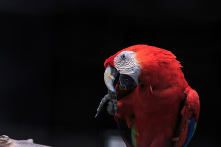 Scarlet macaw close up with dark backgroundの写真素材