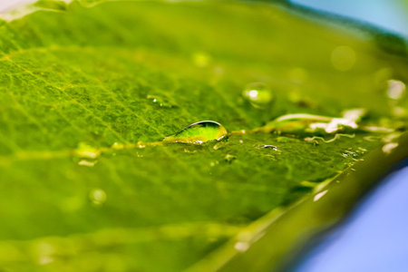 Water drops on wet green leaves close up