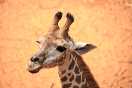 Giraffe head on field close upの写真素材