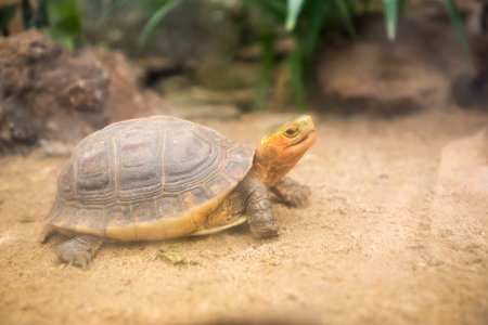 Yellow Indochinese box turtle walking on ground