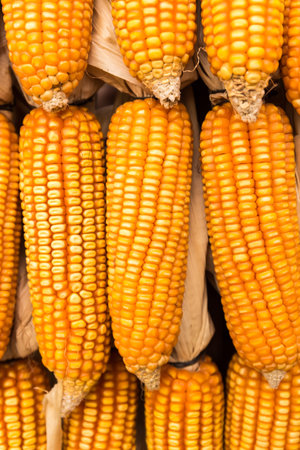 Pile of raw yellow corn cob