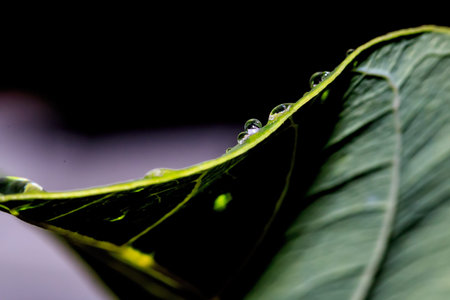 Water drops on wet green leaves close up