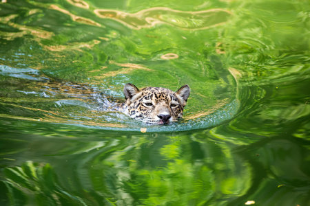 Orange jaguar swimming in the water