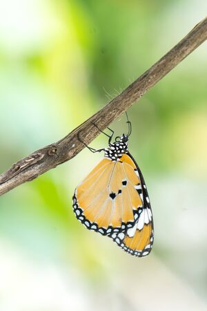 Yellow black pattern butterfly perching on tree branchの写真素材