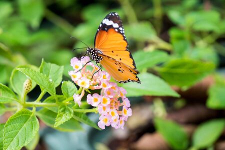 Orange black pattern butterfly perching on flowers bunchの写真素材
