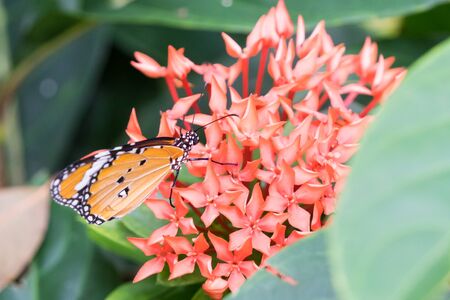 Orange black pattern butterfly perching on flowers bunchの写真素材