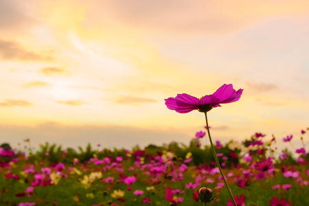 Pink cosmos on field in twilight timeの写真素材