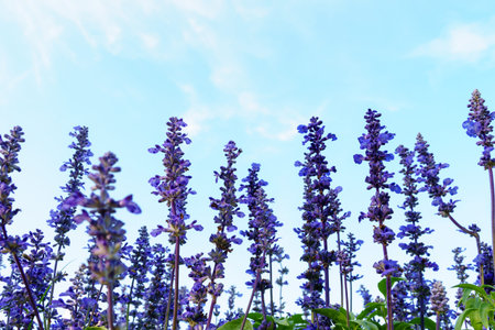Purple white salvia flowers in garden with blue sky