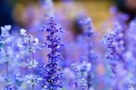 Purple white salvia flowers in garden close upの写真素材