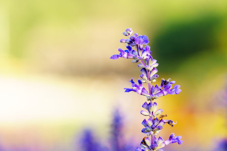 Purple white salvia flowers in garden close upの写真素材